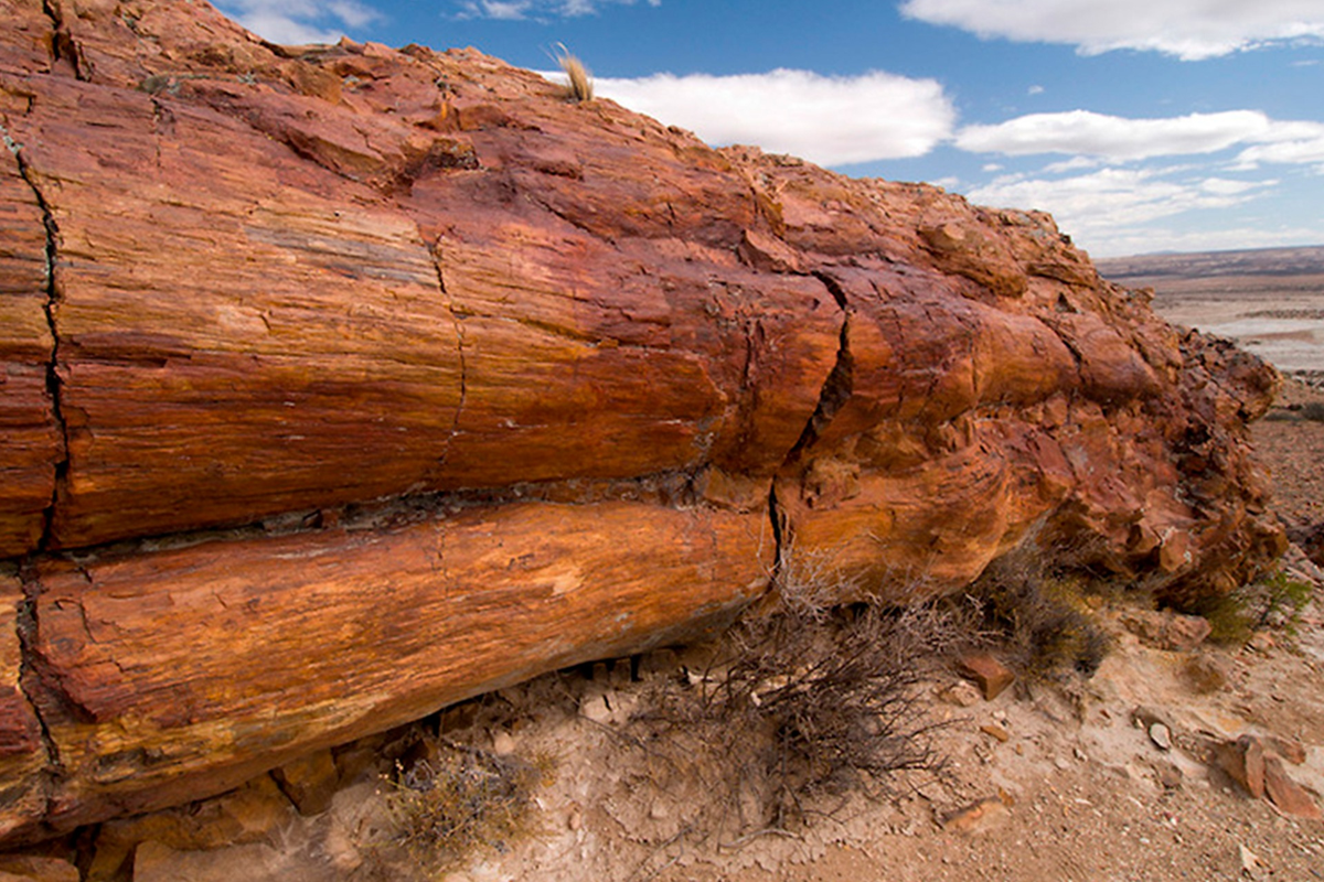 Bosque Petrificado la Leona