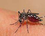 dengue: la provincia esta en alerta maxima tras confirmar seis casos importados dengue: la provincia esta en alerta maxima tras confirmar seis casos importados