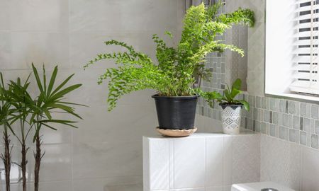 Esta planta requiere riegos espaciados y sustrato con buen drenaje. Esta planta requiere riegos espaciados y sustrato con buen drenaje.