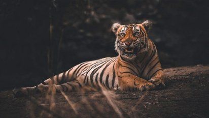 Un empleado de un zoo de Nueva York tiene coronavirus y contagió a tigres y leones