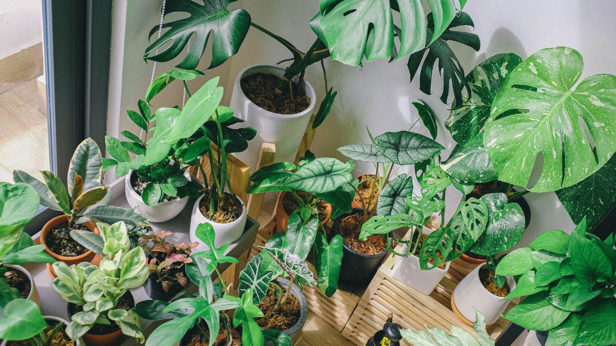 Esta planta tiene hojas aterciopeladas y puede convertirse en la protagonista de cualquier ambiente.