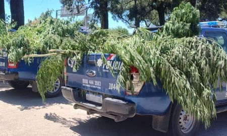 168 plantas de marihuana fueron secuestradas en dos viviendas del barrio Villa Oculta de la ciudad de Santa Fe. 168 plantas de marihuana fueron secuestradas en dos viviendas del barrio Villa Oculta de la ciudad de Santa Fe.