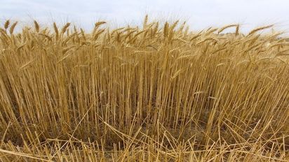 Trigo rentable con tecnología: qué márgenes deja en campo propio y alquilado