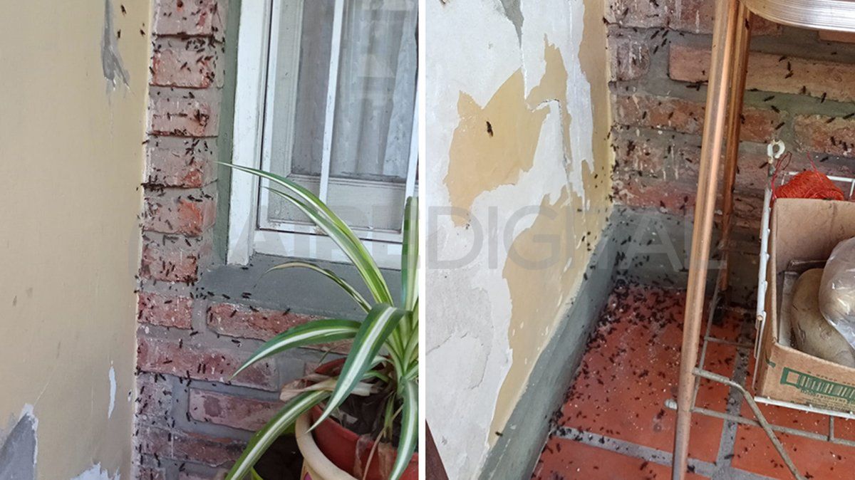 La aparición de hormigas voladoras en esta época del año es normal.