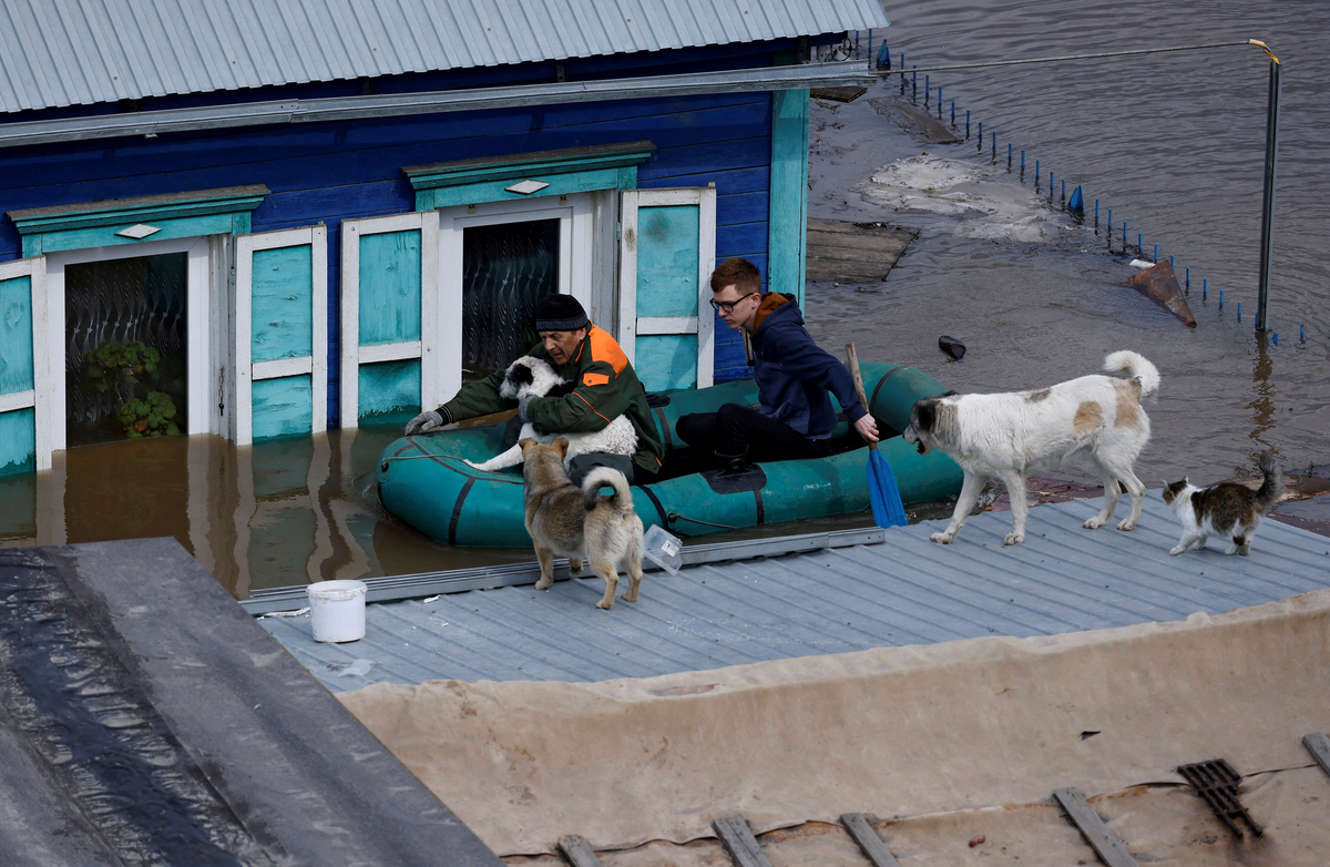 El refugio de animales tenía más de 350 perros y gatos en su cuidado. El refugio de animales tenía más de 350 perros y gatos en su cuidado.