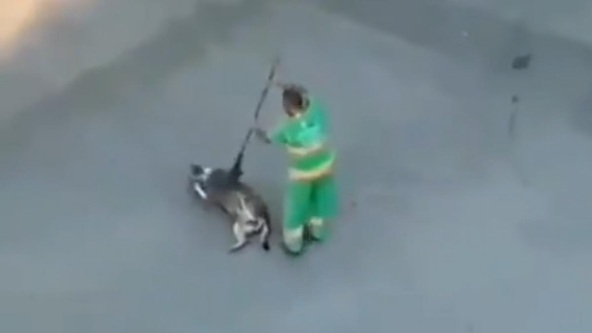 El conmovedor gesto de un barrendero con un perro callejero que se hizo viral