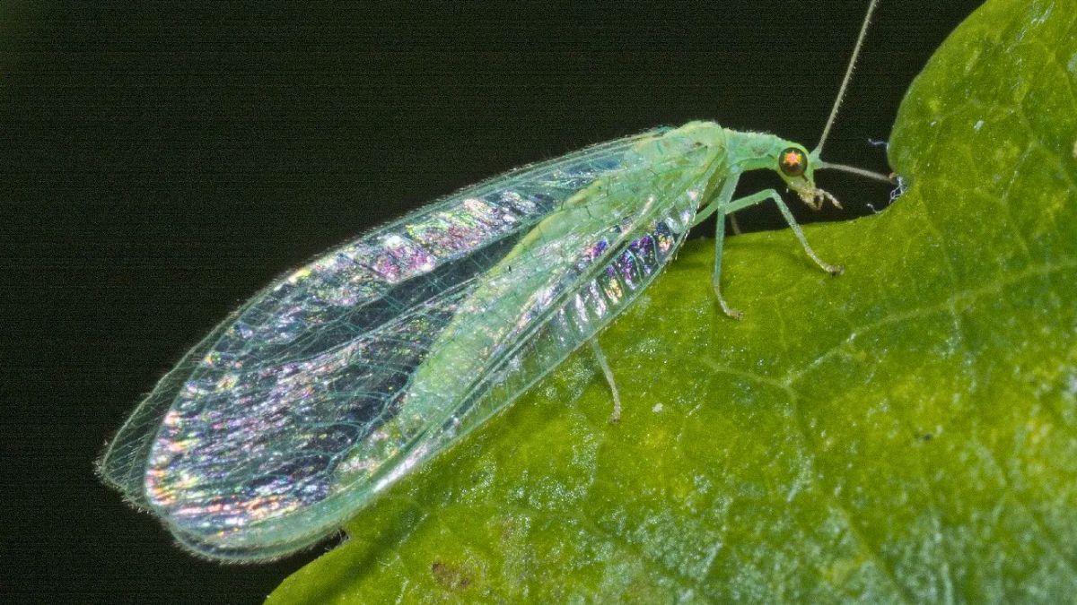 Las crisopas son predadores voraces en sus fases larvales de pulgones, ácaros, moscas blancas y huevos y pequeñas larvas de orugas capulleras y gusanos cogolleros.