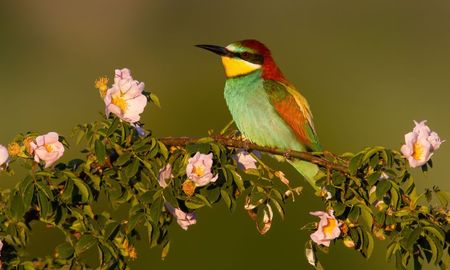 Qué significa que te caiga caca de pájaro Qué significa que te caiga caca de pájaro