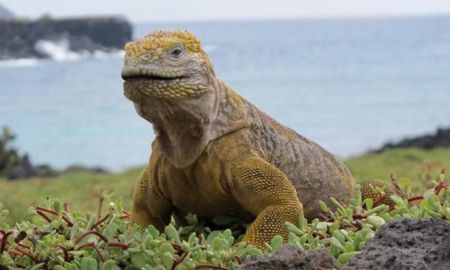 Video viral: una iguana atacó a una joven que estaba haciendo yoga en la playa. Video viral: una iguana atacó a una joven que estaba haciendo yoga en la playa.