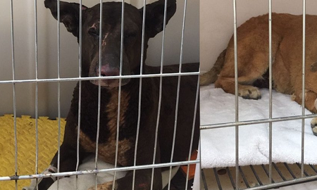 Piden ayuda para dos perros heridos en la explosión de la refinería NAO de Plaza Huincul Piden ayuda para dos perros heridos en la explosión de la refinería NAO de Plaza Huincul