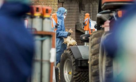 Se sacrificaron a más de 100.000 patos dentro de focos de contaminación identificados y a 104.000 de forma preventiva en granjas cercanas Se sacrificaron a más de 100.000 patos dentro de focos de contaminación identificados y a 104.000 de forma preventiva en granjas cercanas