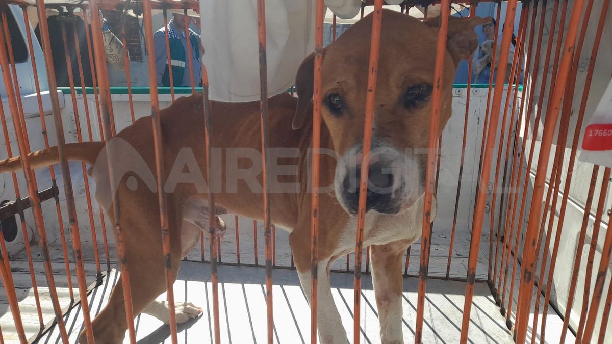 Uno de los perros estaba en estado de desnutrición.