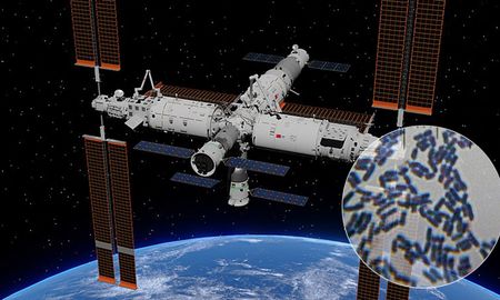 El nombre de la bacteria es Niallia tiangongensis, en honor al nombre de la estación espacial china Tiangong. El nombre de la bacteria es Niallia tiangongensis, en honor al nombre de la estación espacial china Tiangong.