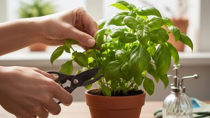 El secreto para tener albahaca siempre fresca, frondosa y perfumada este verano