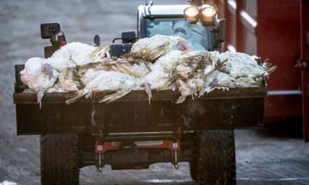 Hasta la fecha, se identificaron 308 brotes, especialmente en la zona de Lombardía y Véneto. Hasta la fecha, se identificaron 308 brotes, especialmente en la zona de Lombardía y Véneto.