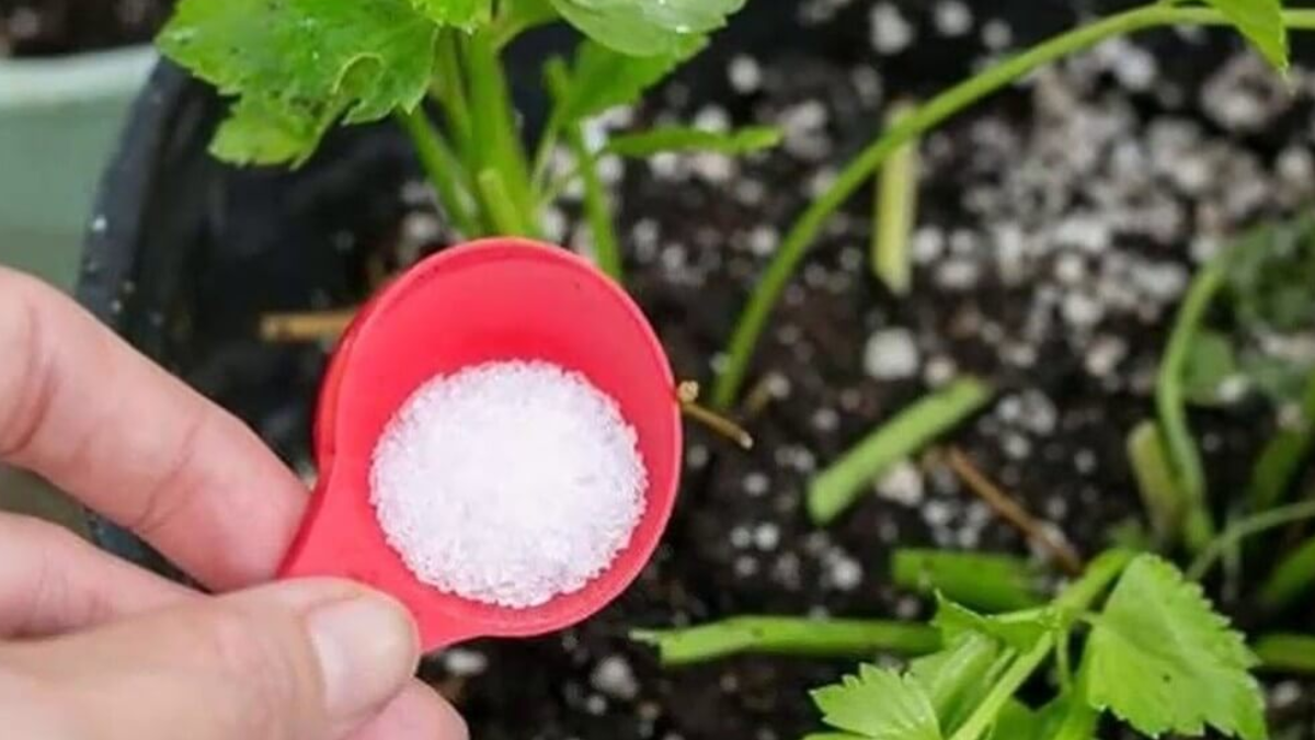 Todos los usos del bicarbonato de sodio en la jardinería.