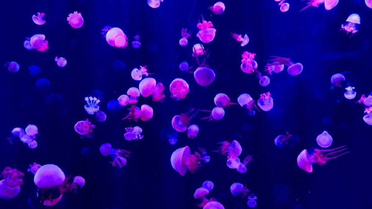 medusas.jpg