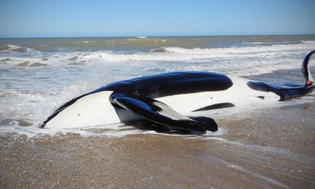 Una orca llegó sin vida a las playas de la Costa Atlántica. Una orca llegó sin vida a las playas de la Costa Atlántica.