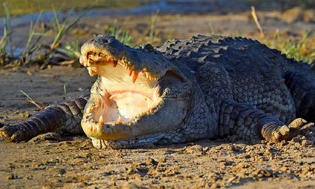 video: asi ataco un cocodrilo a una mujer que lavaba la ropa en el rio video: asi ataco un cocodrilo a una mujer que lavaba la ropa en el rio