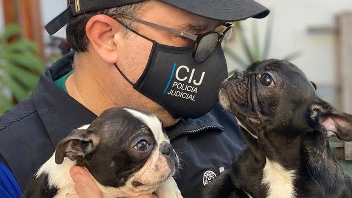 Buenos Aires: rescataron a 26 perros de un criadero ilegal en un departamento de Villa Crespo