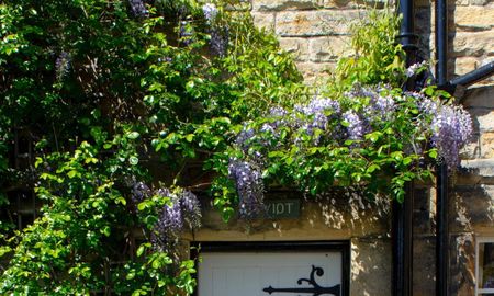 Plantas ideales para sembrar en septiembre y crear un jardín sombreado para el verano. Plantas ideales para sembrar en septiembre y crear un jardín sombreado para el verano.