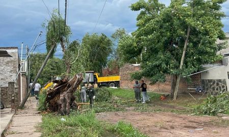Barrio Nuevo Horizonte: sin luz ni internet por la caída de un árbol Barrio Nuevo Horizonte: sin luz ni internet por la caída de un árbol