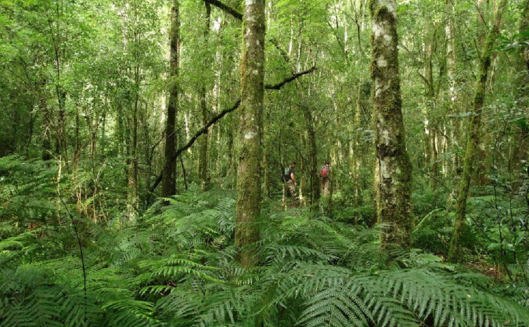 Una ONG propone plantar y proteger 1 millón de árboles para el 2022