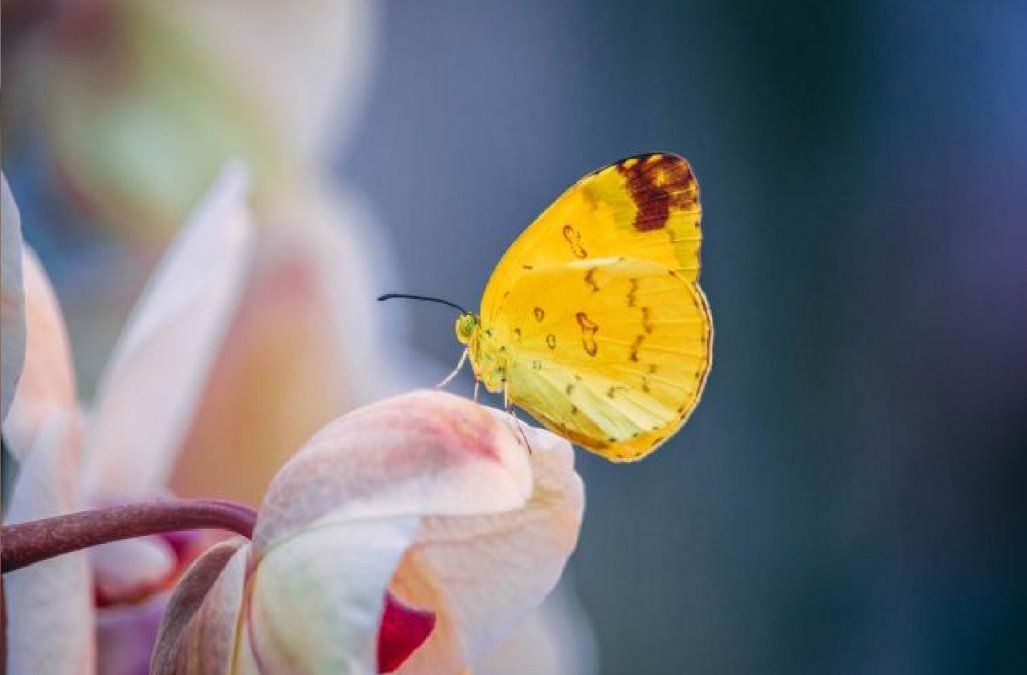 Mariposa amarilla. Mariposa amarilla.