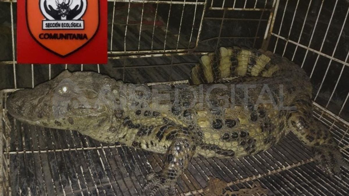 Rescataron un yacaré que estaba en un zanjón de Aristóbulo del Valle 8600