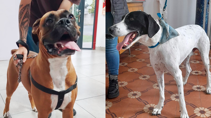 Cuidado de mascotas en edad avanzada: los consejos de Vet en Línea para una vida saludable