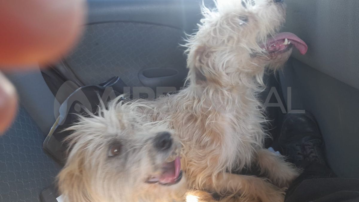 Los perros rescatados son tres machos y una hembra, que fueron trasladados al IMUSA.