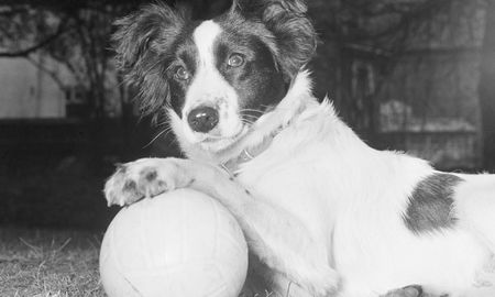 el perro pickles y la copa mundial robada en inglaterra 1966 el perro pickles y la copa mundial robada en inglaterra 1966
