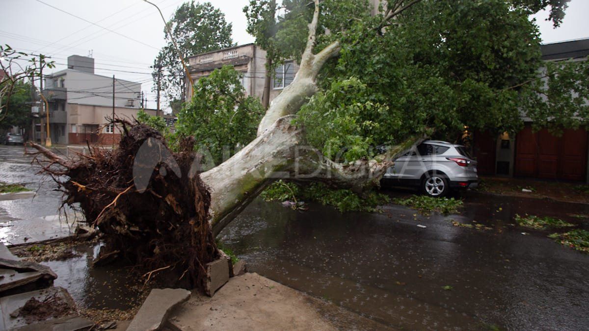 El lunes un árbol cayó sobre un auto ni bien comenzaron los fuertes vientos en la ciudad de Santa Fe.