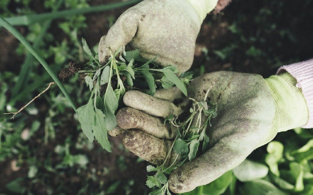Funciona como herbicida contra malas hierbas