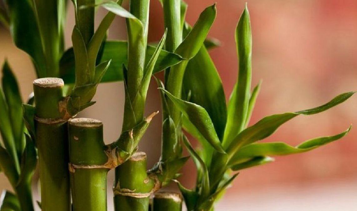 Lugares donde colocar el bambú para que atraiga suerte