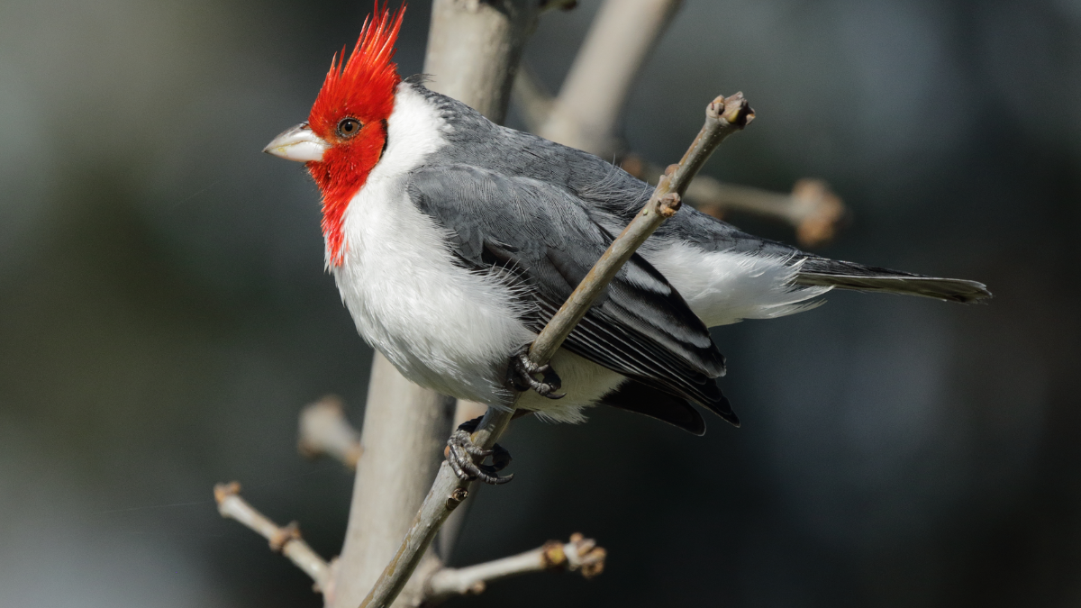 Los cardenales son aves paseriformes de la familia Cardinalidae