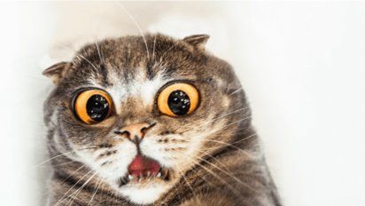 Gatito queda “congelado” al ver cómo leones devoran a su presa