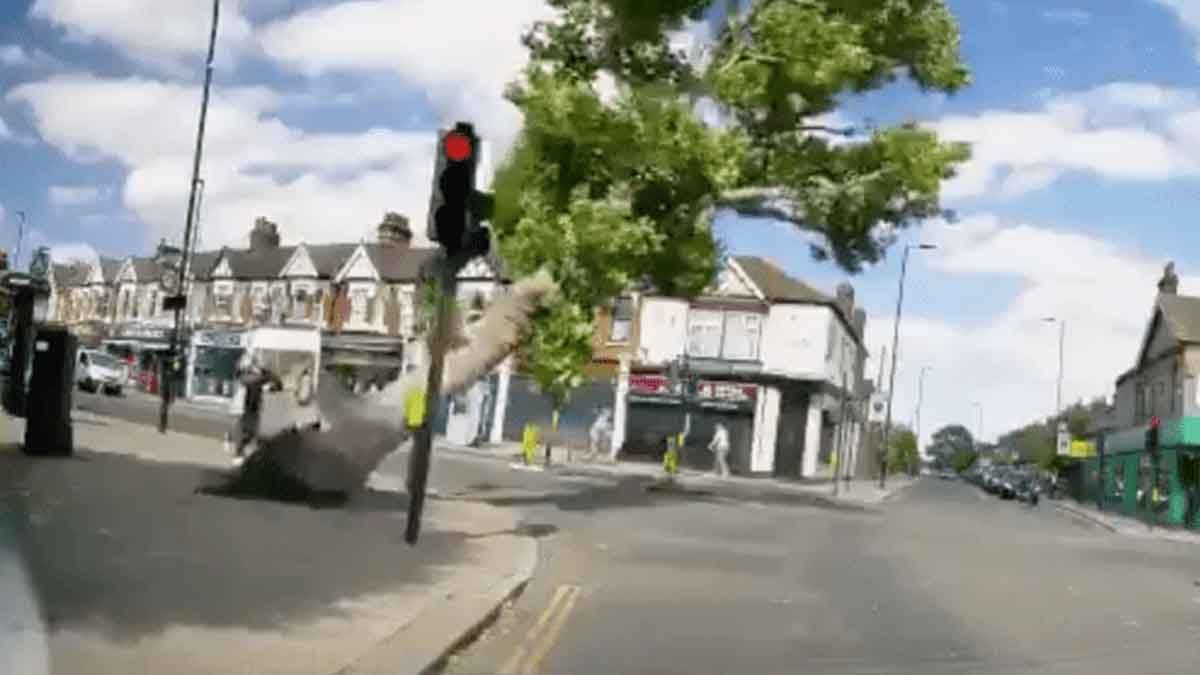 Se salvan de morir aplastadas por un enorme &aacute;rbol