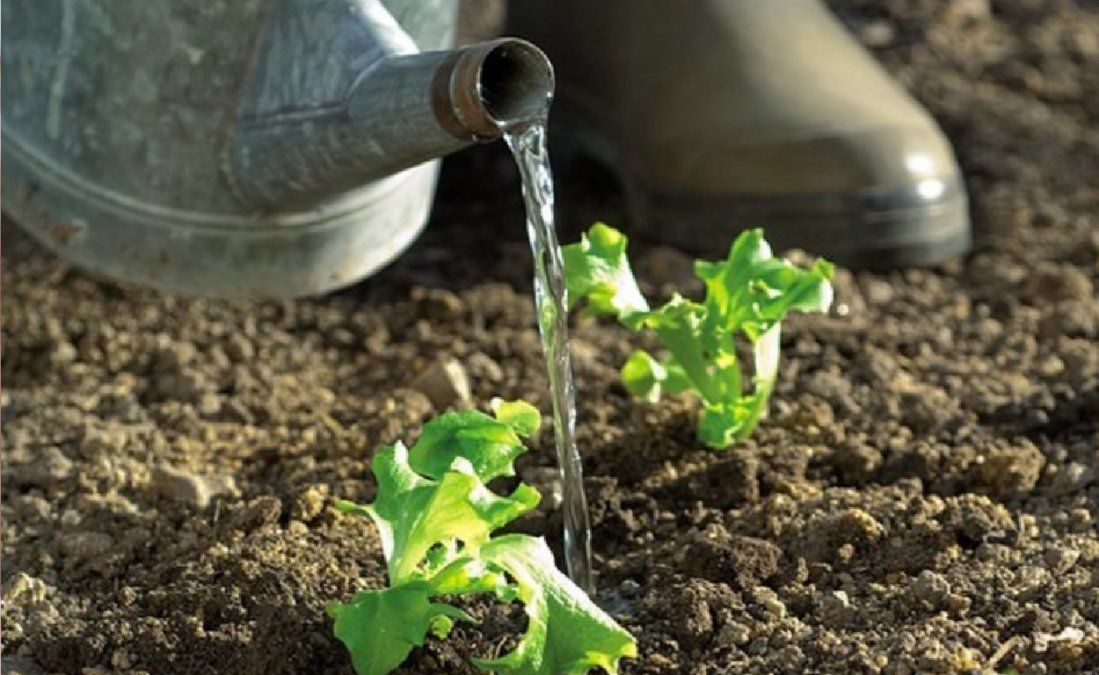 En qué momento regar las plantas en invierno