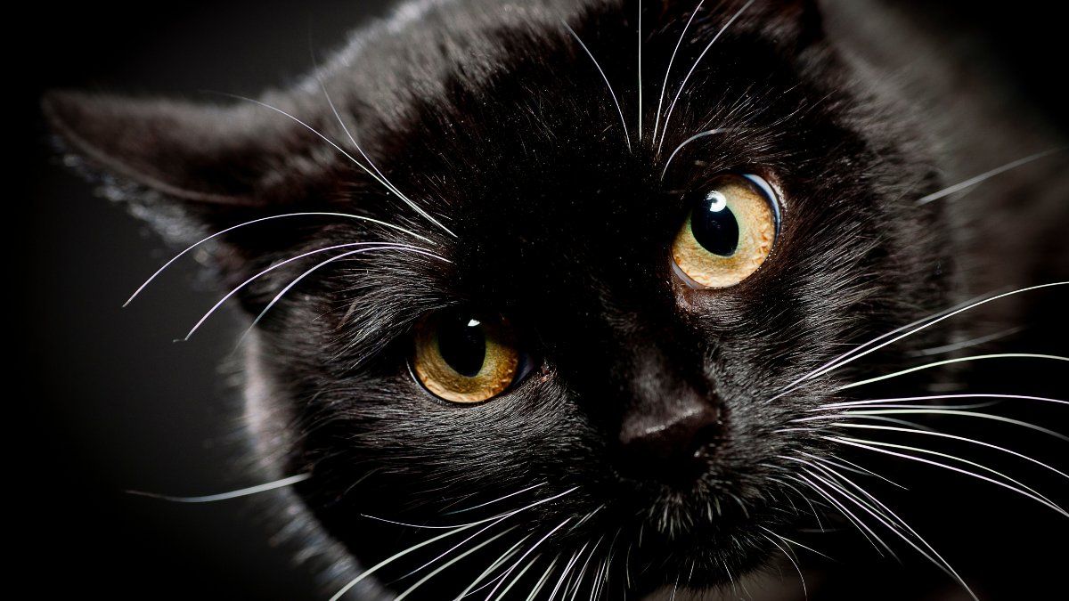 Su aparición en los sueños suele causar terror