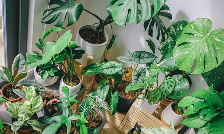 Esta planta tiene hojas aterciopeladas y puede convertirse en la protagonista de cualquier ambiente. Esta planta tiene hojas aterciopeladas y puede convertirse en la protagonista de cualquier ambiente.