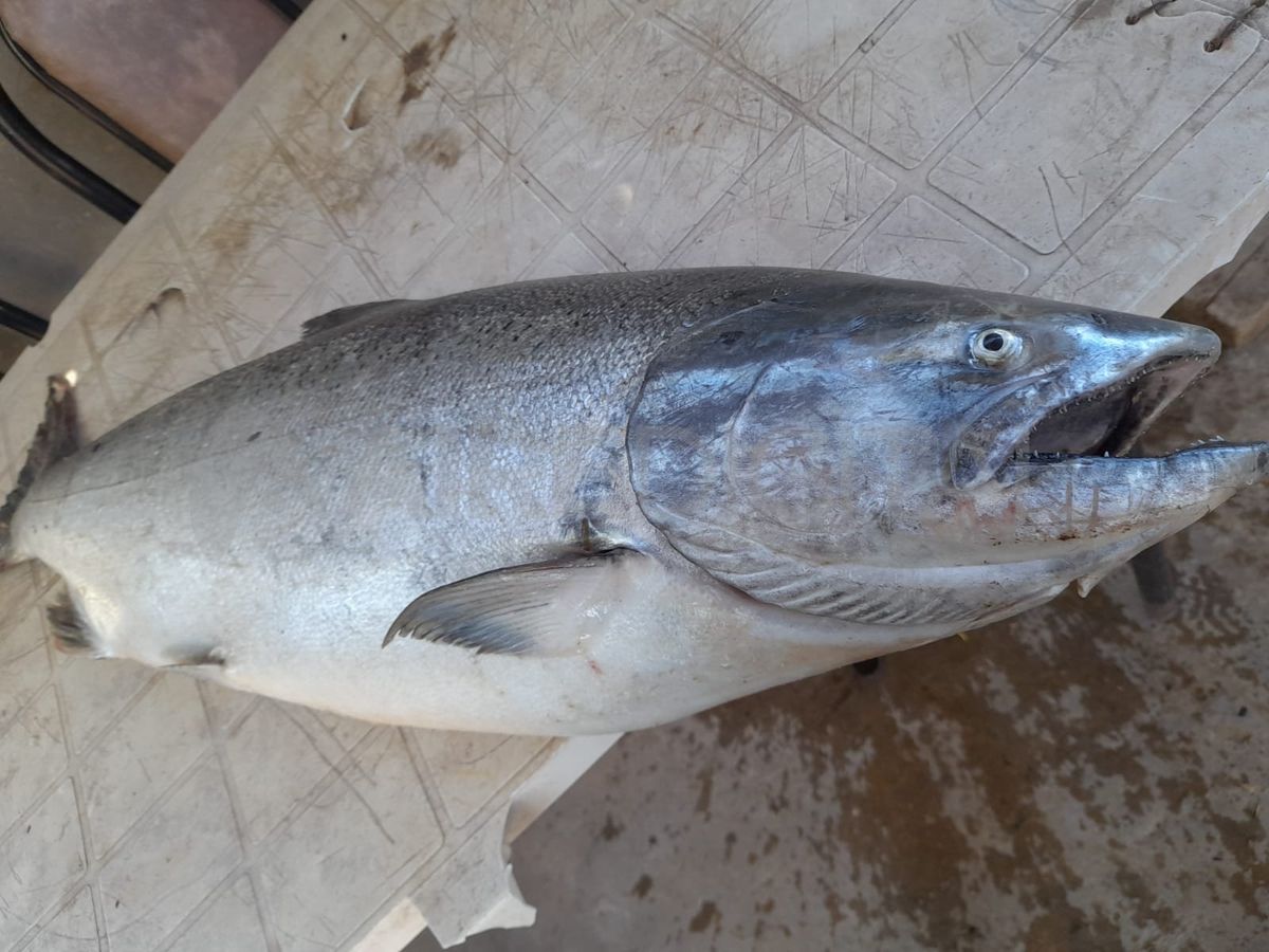 Este es el salmón que apareció cerca de la costa de Fighiera.