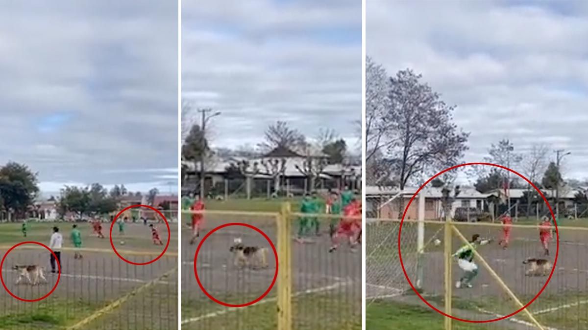 El animal se llevó todos los aplausos.