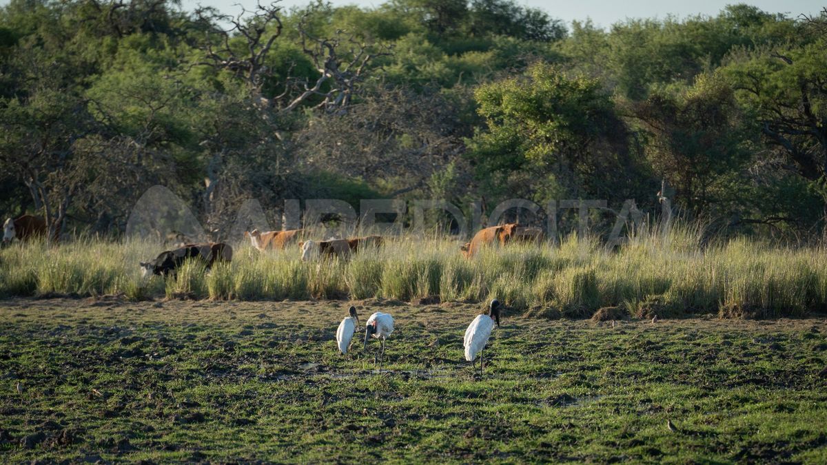 Tres ejemplares de javirús conviven a diario con el ganado en la reserva natural de usos múltiples El Estero.