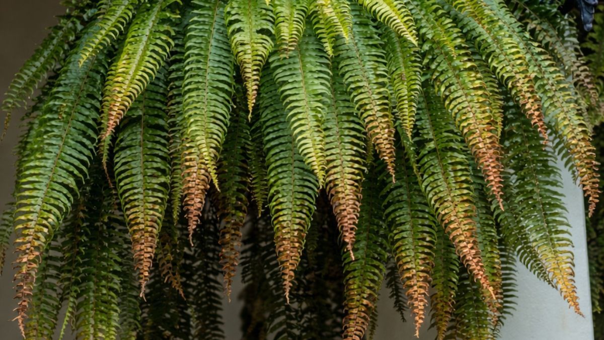 La pulverizaci&oacute;n diaria y el uso de agua reposada en las plantas son fundamentales para evitar que las puntas de las hojas se vuelvan marrones y quebradizas.