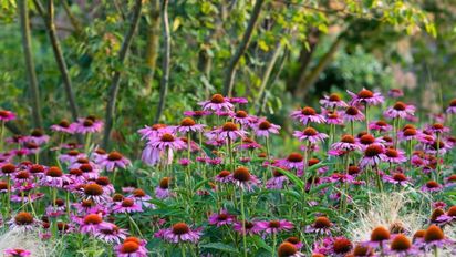 Ni rosas ni margaritas: las flores que aguantan el calor y crecen sin parar