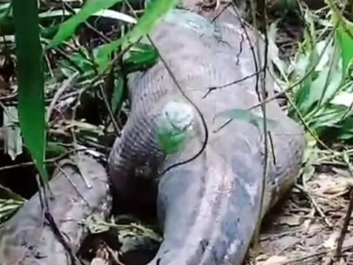 Horror en Indonesia: hallaron el cuerpo de la mujer devorada por una pitón de 5 metros
