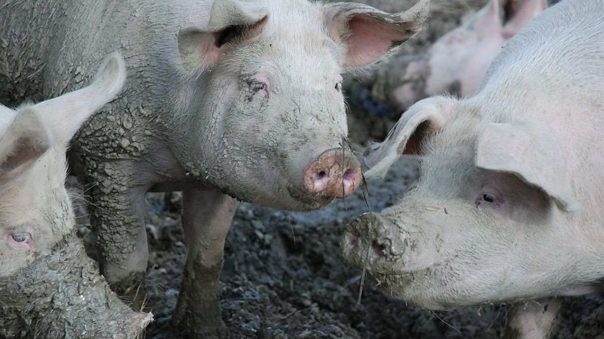 Los robos tuvieron lugar en un establecimiento rural cercano a la ruta 80. 