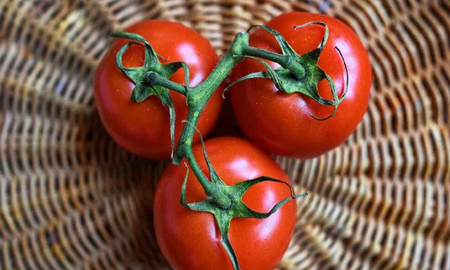 Los tomates son una gran opción para sembrar en casa. Los tomates son una gran opción para sembrar en casa.