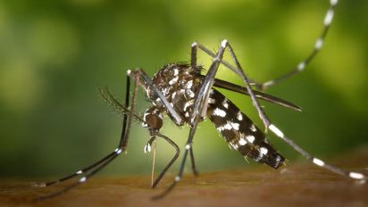 La epidemia de dengue en América este año es la mayor desde que hay registro, advierte la OPS